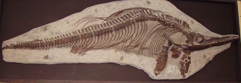 800px-Ichthyosaur_mounted_skeleton